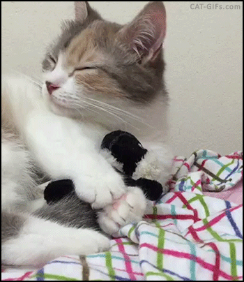 고양이는 귀여움 그 자체가 아닐까.... | 인스티즈