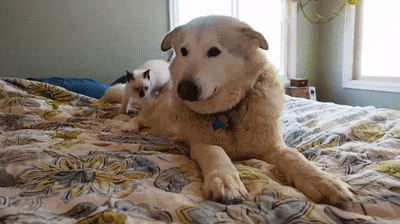 호감을 표현하는 고양이의 몸동작 | 인스티즈