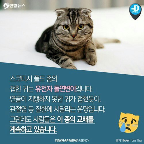 귀엽다구요? 사실 난 아픈 고양이에요 | 인스티즈