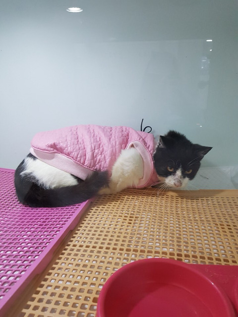 구조햇던 길냥이 모모랑 다른 아가들 입양처 구한대!! | 인스티즈