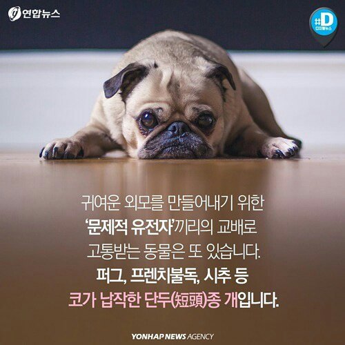 귀엽다구요? 사실 난 아픈 고양이에요 | 인스티즈