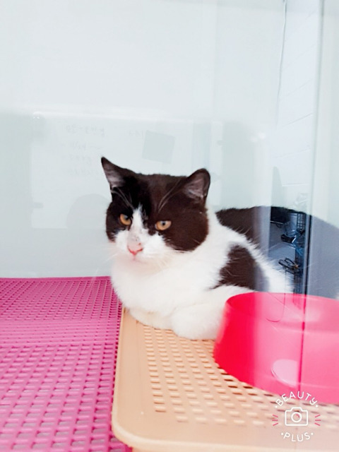 구조햇던 길냥이 모모랑 다른 아가들 입양처 구한대!! | 인스티즈