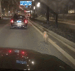 반려견 버리고 도망가는 주인.gif | 인스티즈