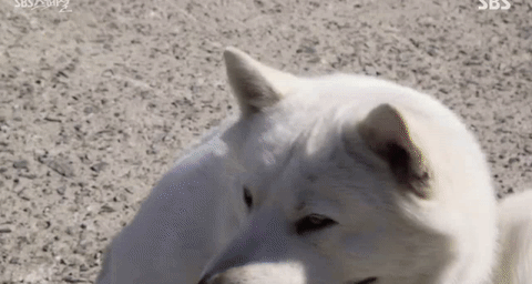 어제자 SBS 스페셜 최고의 장면.gif | 인스티즈