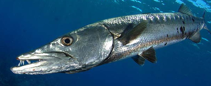 스웨덴 사람들의 평범한 일상 (개지루함 주의......) | 인스티즈