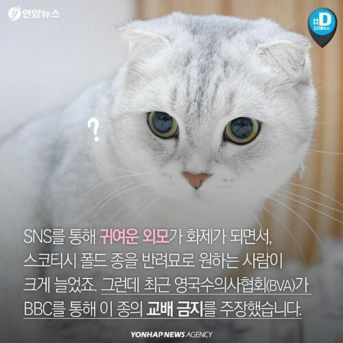 귀엽다구요? 사실 난 아픈 고양이에요 | 인스티즈