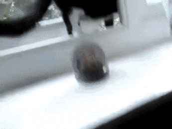 익스트림 냥냥이 | 인스티즈