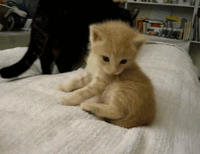 고양이는 귀여움 그 자체가 아닐까.... | 인스티즈