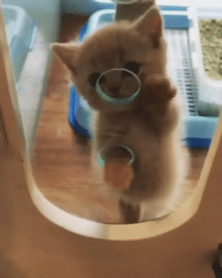 냥이 짤 | 인스티즈