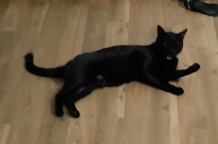 고양이를 찾습니다 | 인스티즈