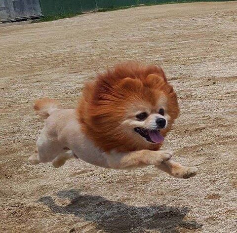 사람들이 잘 모르는 숫사자 새끼 시절.jpg | 인스티즈