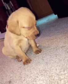 아침을여는 댕댕이 짤들 | 인스티즈