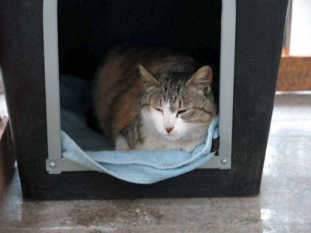 길냥이 이야기 | 인스티즈