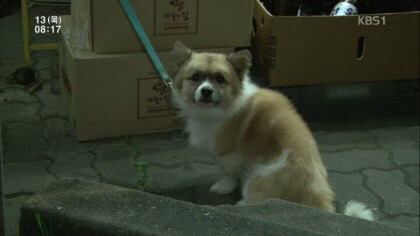 개를 무서워하는 콩고동생 | 인스티즈