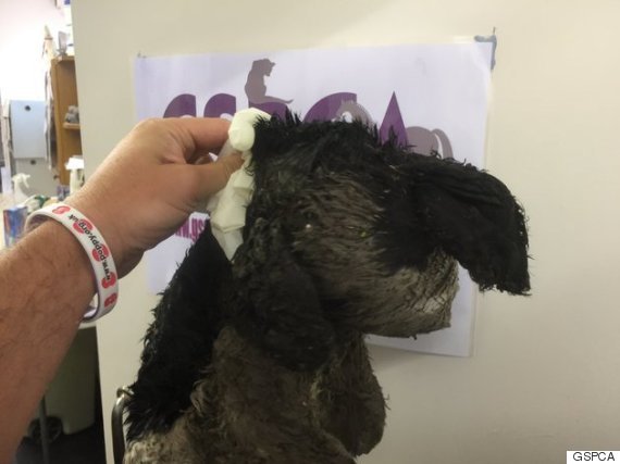 동물보호소 직원들을 웃게한 죽은 고양이 사체 | 인스티즈