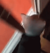 아침을여는 댕댕이 짤들 | 인스티즈