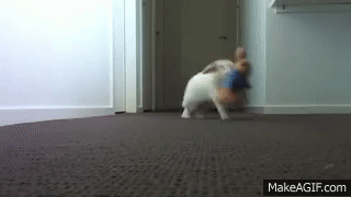 ?? : 토끼는 멍충해 주인도 못알아봐 | 인스티즈