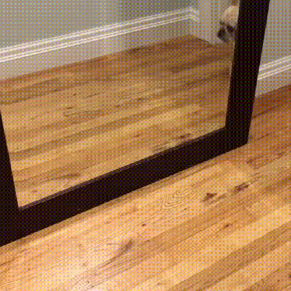 심장을 폭행하는 댕댕이 짤들 | 인스티즈