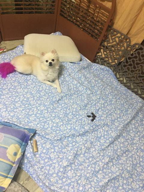 반려동물을 기른다는 것에 대한 현실(feat.매쫑)+댓글에도 여시들이 예시많이 올려주는중...! | 인스티즈