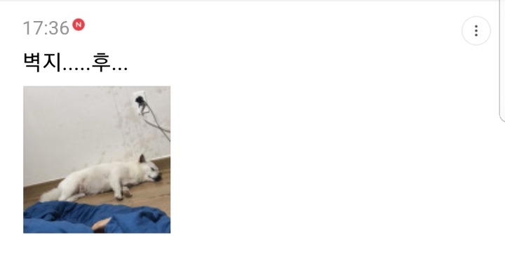 반려동물을 기른다는 것에 대한 현실(feat.매쫑)+댓글에도 여시들이 예시많이 올려주는중...! | 인스티즈