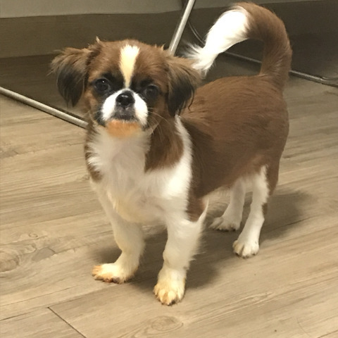 반려동물을 기른다는 것에 대한 현실(feat.매쫑)+댓글에도 여시들이 예시많이 올려주는중...! | 인스티즈