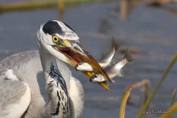 왜가리의 식성을 알아보자.jpg | 인스티즈