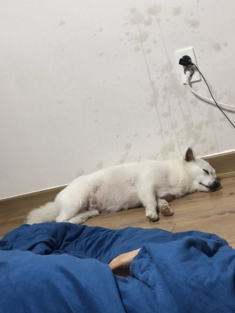 반려동물을 기른다는 것에 대한 현실(feat.매쫑)+댓글에도 여시들이 예시많이 올려주는중...! | 인스티즈