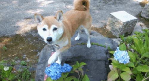 심장을 폭행하는 댕댕이 짤들 | 인스티즈