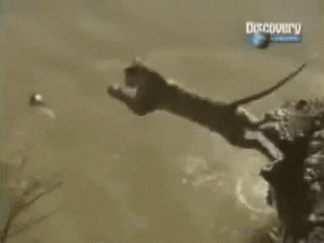 아프리카에 호랑이를 풀어보았다 | 인스티즈