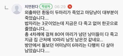 길고양이 몇십마리 키우시던분인데 누가 약타서 80마리 고양이 죽였대 | 인스티즈