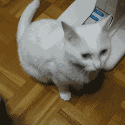 데이터주의) 고양이가 절대 허락 안하는 행동.gif | 인스티즈