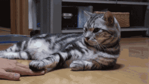 데이터주의) 고양이가 절대 허락 안하는 행동.gif | 인스티즈