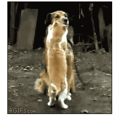 개랑 고양이도 사귀는데 님들은 ? | 인스티즈