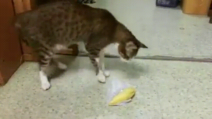 두리안 냄새를 맡은 댕댕이와 냥이들.gif | 인스티즈