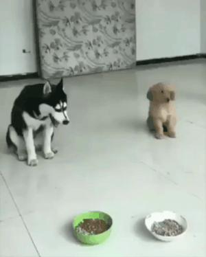 강아지 앞에서 죽은척하면 | 인스티즈