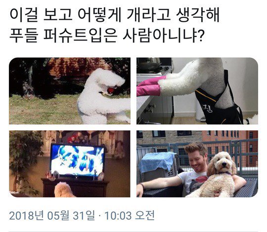 공포의 견종...jpg | 인스티즈