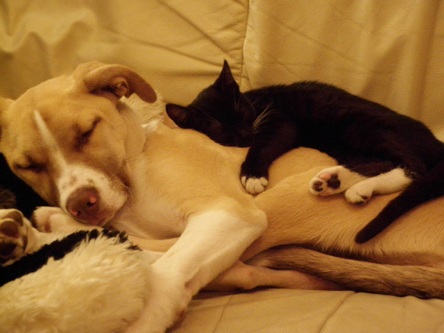 개랑 고양이도 사귀는데 님들은 ? | 인스티즈