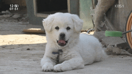 귀여운 시골 댕댕이.gif | 인스티즈