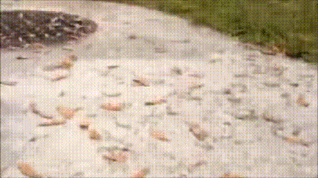 플로리다라 하수도 특징.gif | 인스티즈