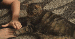 데이터주의) 고양이가 절대 허락 안하는 행동.gif | 인스티즈