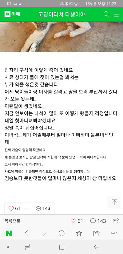 길고양이 몇십마리 키우시던분인데 누가 약타서 80마리 고양이 죽였대 | 인스티즈