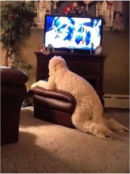 공포의 견종...jpg | 인스티즈