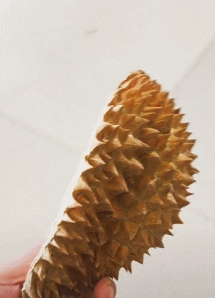 두리안 냄새를 맡은 댕댕이와 냥이들.gif | 인스티즈