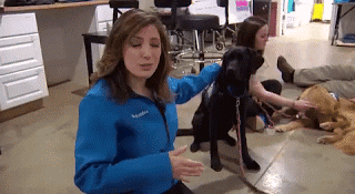 손 달라는걸로 착각한 댕댕이 | 인스티즈