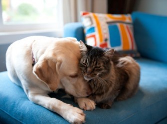 개랑 고양이도 사귀는데 님들은 ? | 인스티즈