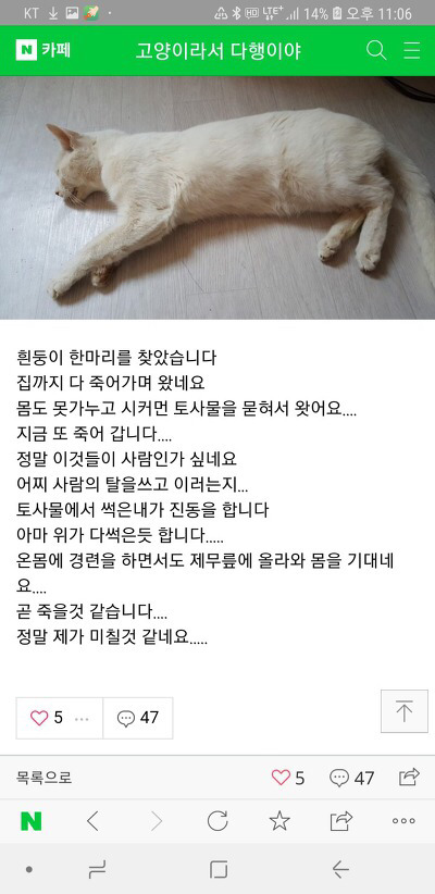 길고양이 몇십마리 키우시던분인데 누가 약타서 80마리 고양이 죽였대 | 인스티즈