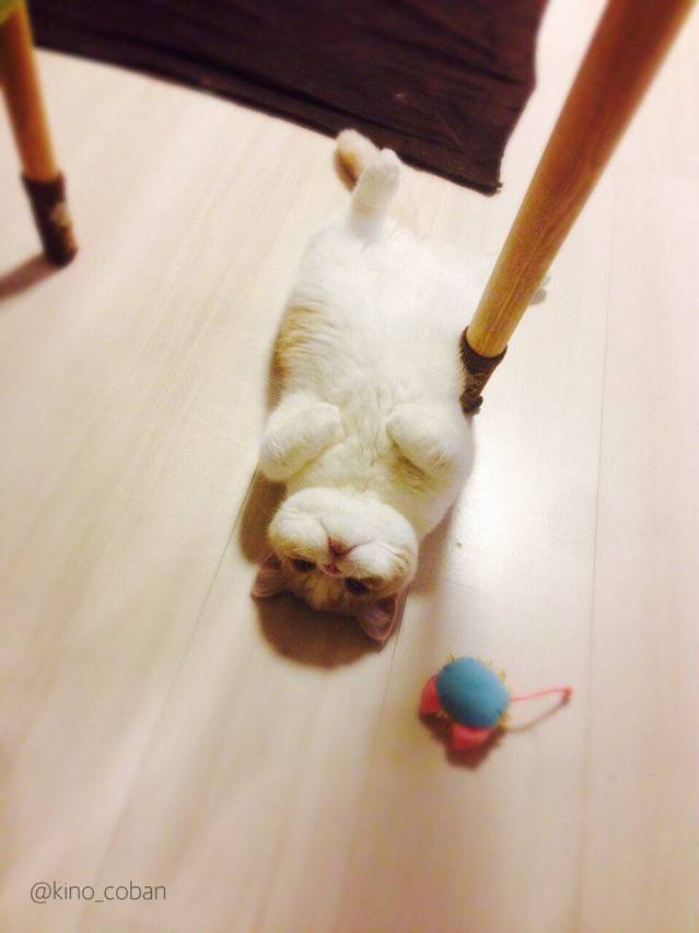 처음으로 바닥난방을 경험한 냥이 | 인스티즈