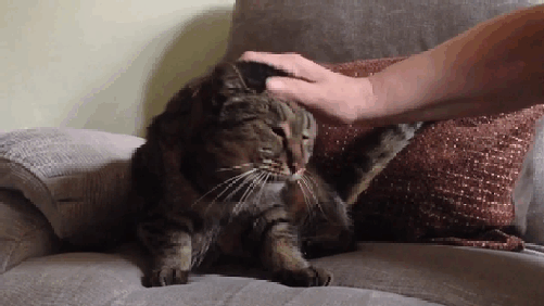 31살 고양이 | 인스티즈