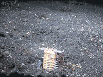 바다 바닥에 사는 흔한 생물 | 인스티즈