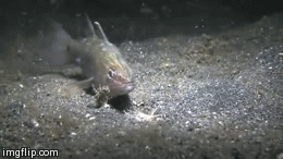 바다 바닥에 사는 흔한 생물 | 인스티즈